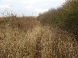 Overgrown Field nr Nazeing Golf Course