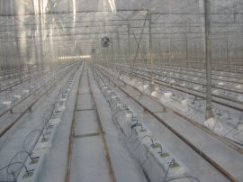 View inside one of the large greenhouses