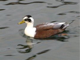 Duck