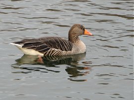 Greylag Goose