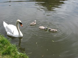 Swan and Cygnets