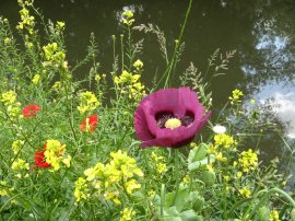 Poppies