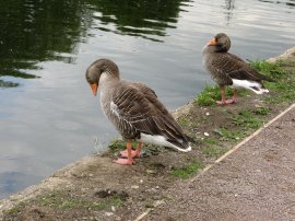 Greylag Geese