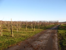 Orchard nr Chartham Hatch