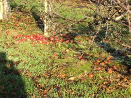 Rotting apples