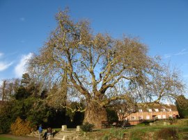 Oriental Plane Tree