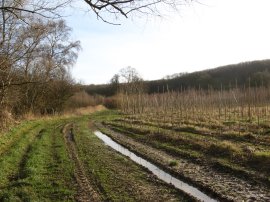 Field nr Fordwich