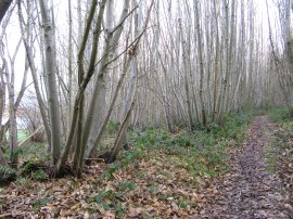 Trenley Park Wood