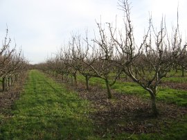 Orchards nr East Stourmouth