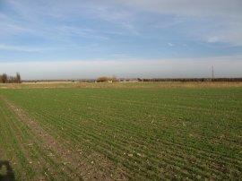 Fields nr Westmarsh