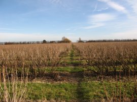 Fruit bushes