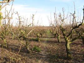 Orchard nr Lower Goldstone