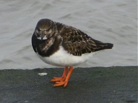 Turnstone