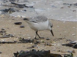 Sanderling