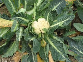 Cauliflower