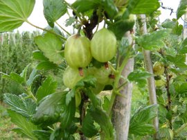 Gooseberries