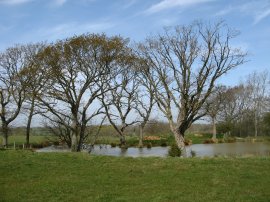 Tree lined pond