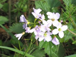 Cuckoo flower