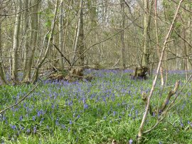 Great Wood, East Hoathly