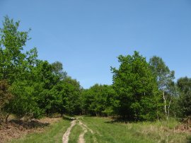 Approaching Ashdown Forest