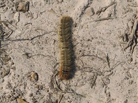 Caterpillar