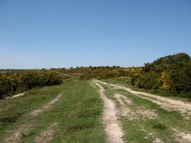 Ashdown Forest