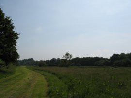 Meadow nr Balls Green