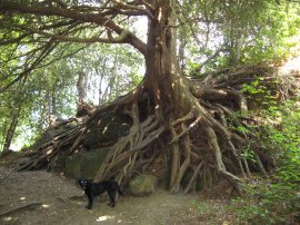 Tree roots