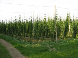 Hop Garden