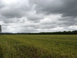 Fields nr Peckham Bush