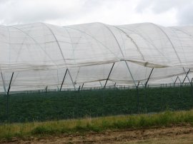 Strawberry Polytunnels