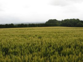 Field nr West Peckham