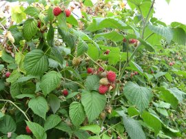 Raspberries