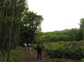 Mereworth Woods