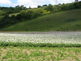 Field below Henley Down