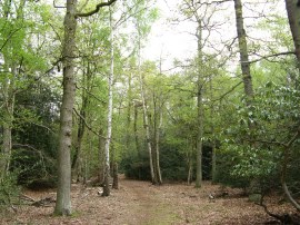 Sheepcote Woods