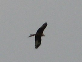 Red Kite