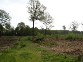 Littleworth Common