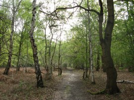 Dorney Wood