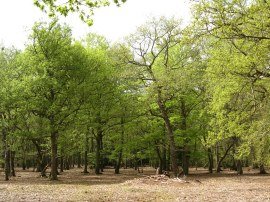 Burnham Beeches