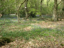 Brockhurst Wood