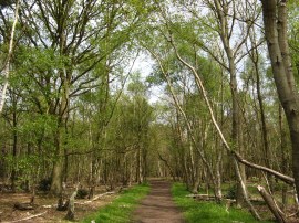 Stoke Common