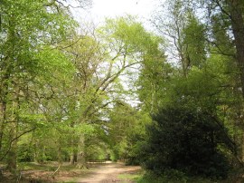 Black Park Country Park