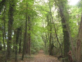 Woodland nr Lee Common