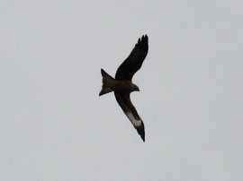 Red Kite