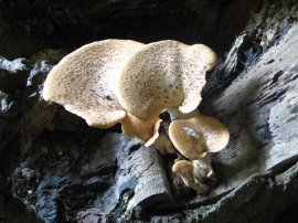 Tree Fungus