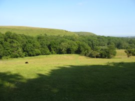 Path nr Coombe Farm