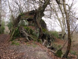 Moor Wood