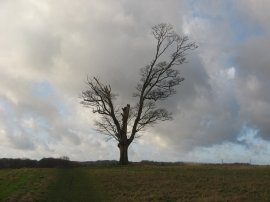 A Hilltop Tree