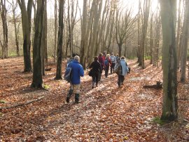 Upper Beechen Wood